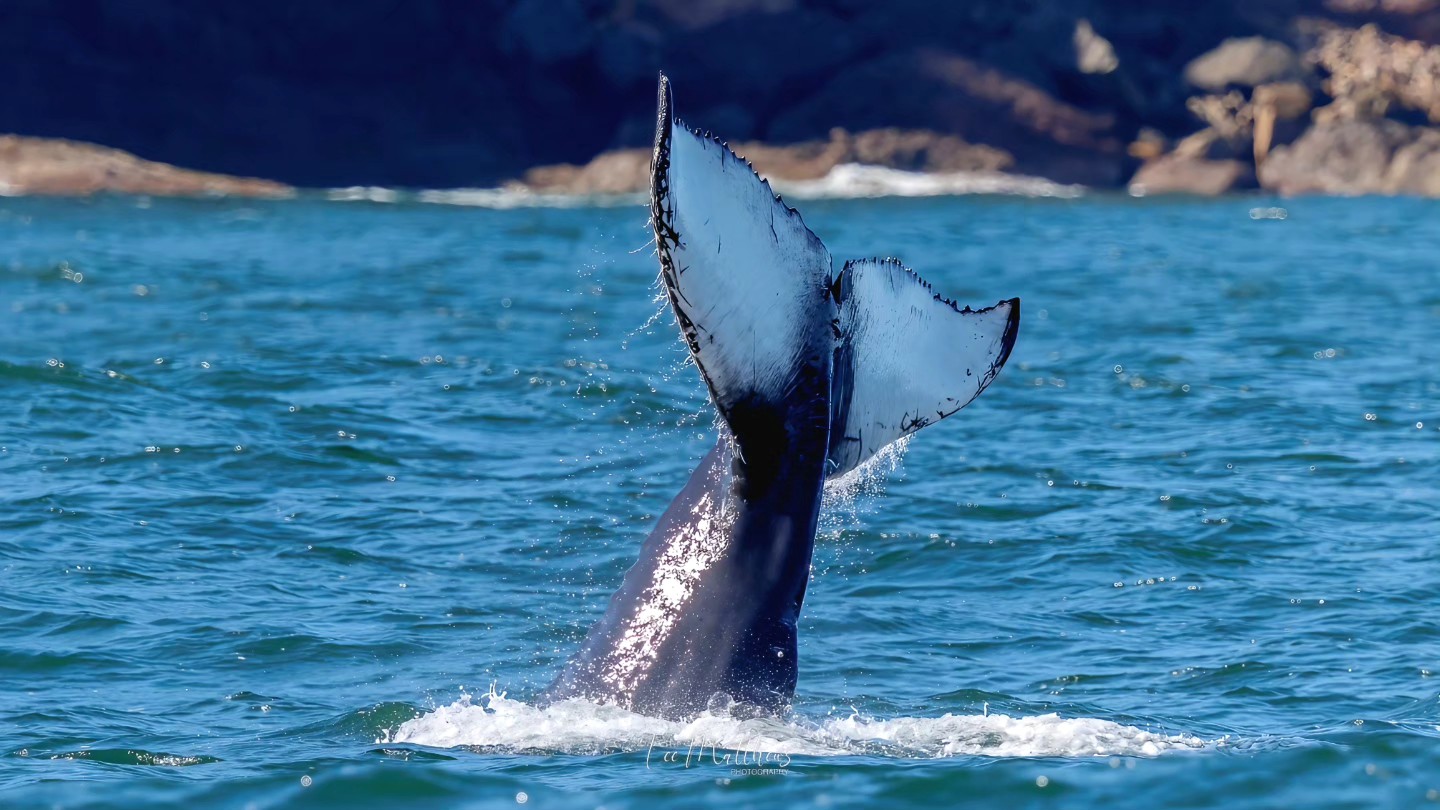 Humpback whale tail breaching water with rocky background.