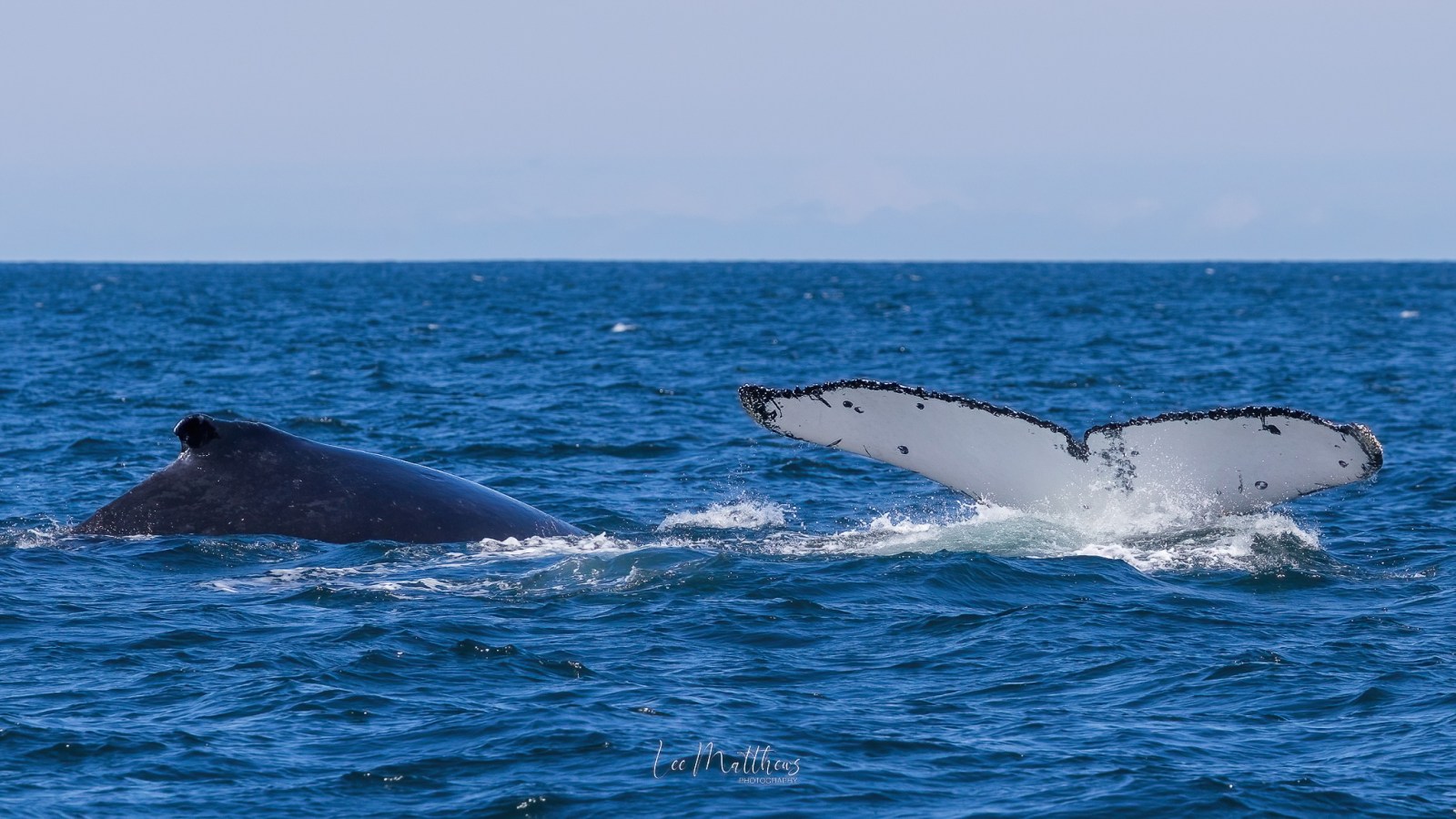Humpback whale tail and back above ocean surface under clear sky.