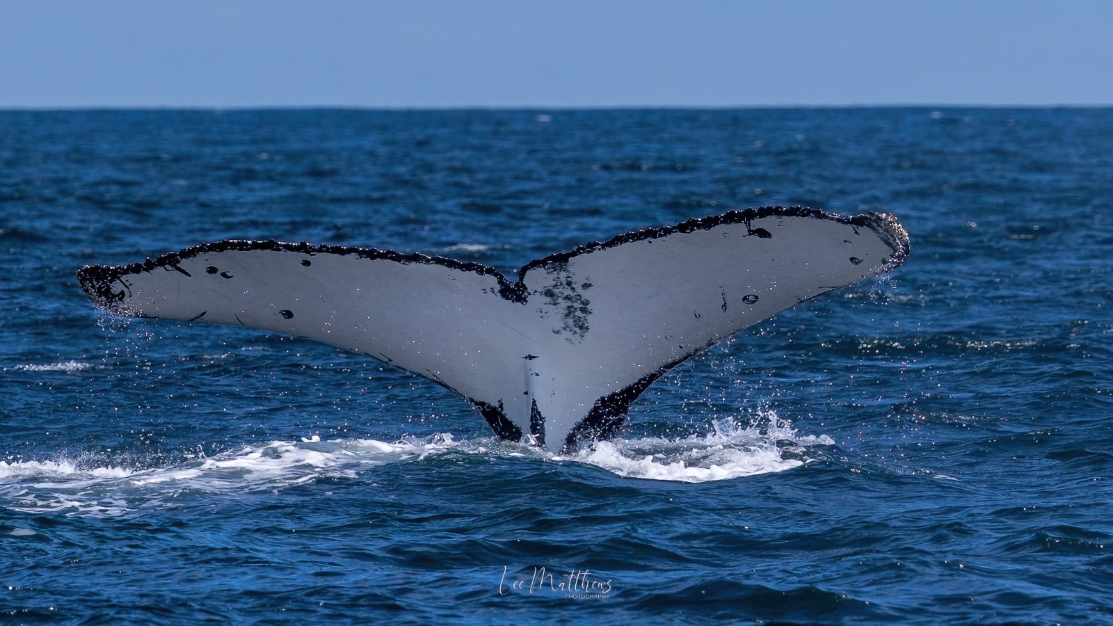 Humpback whale tail above water in the ocean with blue sky.