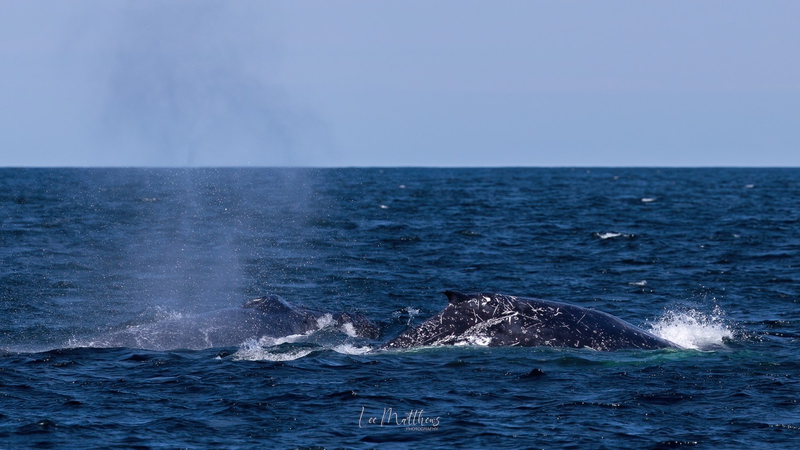 Two whales surfacing and spouting water in the ocean under a clear blue sky.