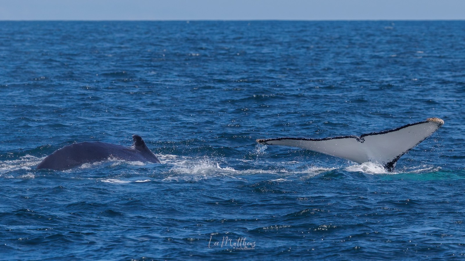 Whale tail and back visible above ocean surface on a clear day.