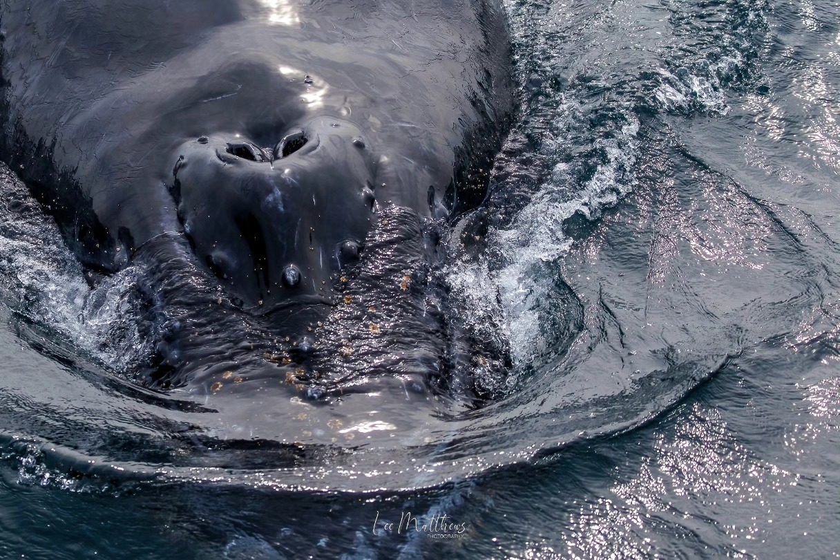 Close-up of a whale's blowhole partially submerged in ocean water.