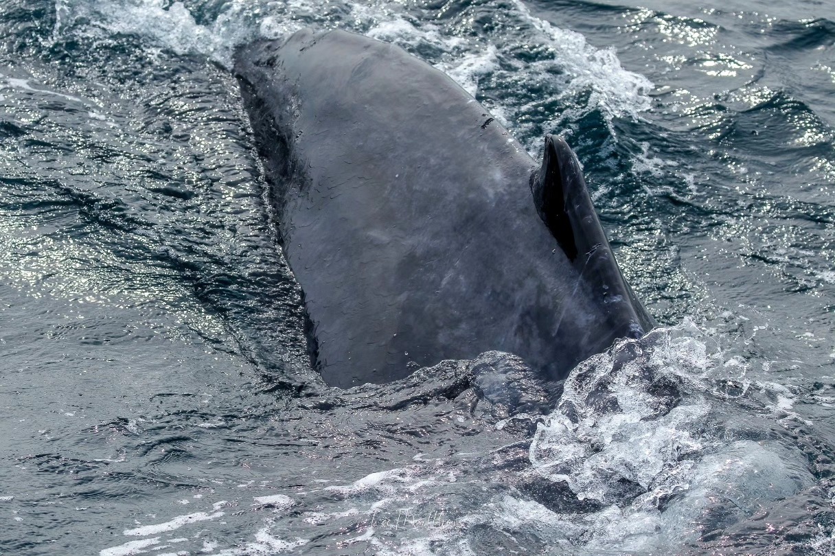 A whale surfacing with water splashing around in the ocean.