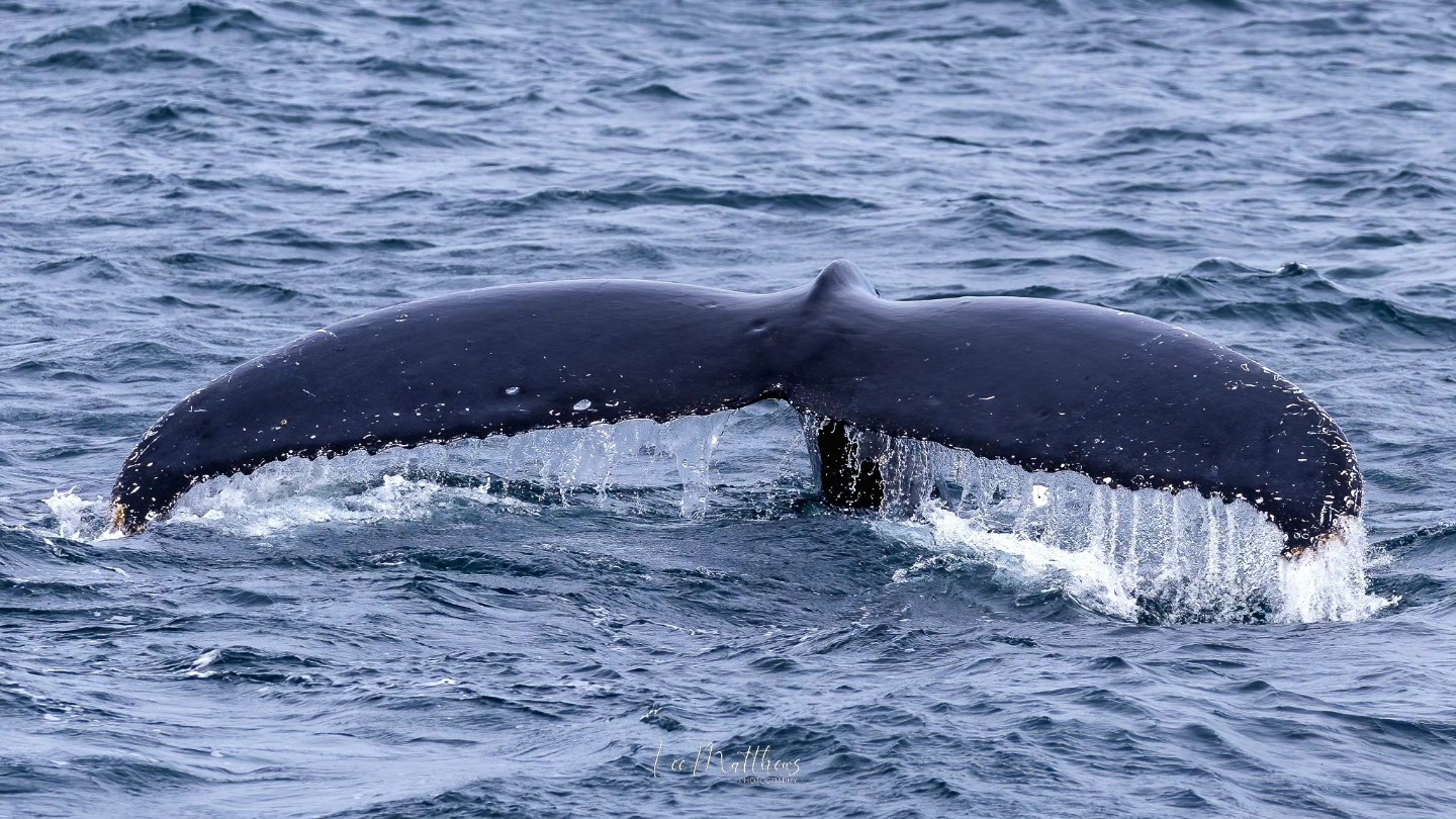 Humpback whale tail emerging from ocean surface with water droplets