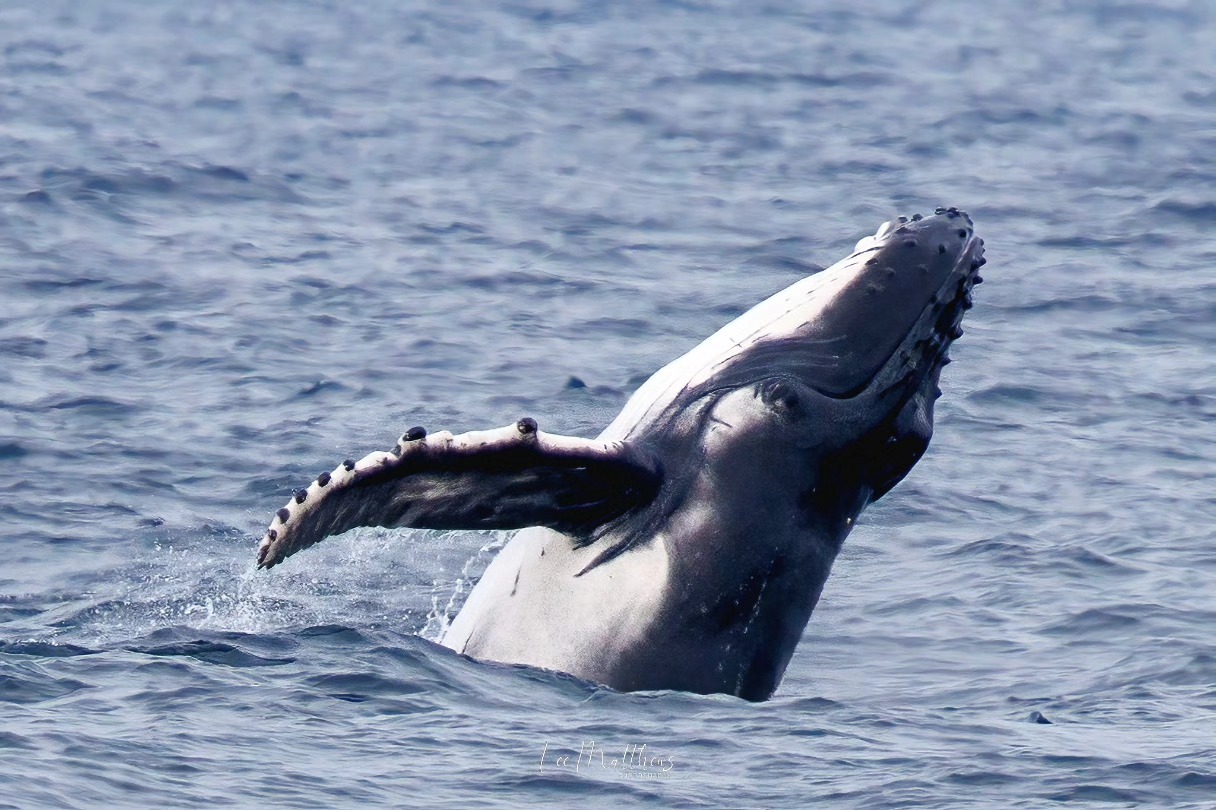 Humpback whale breaching above ocean surface, partially out of the water.