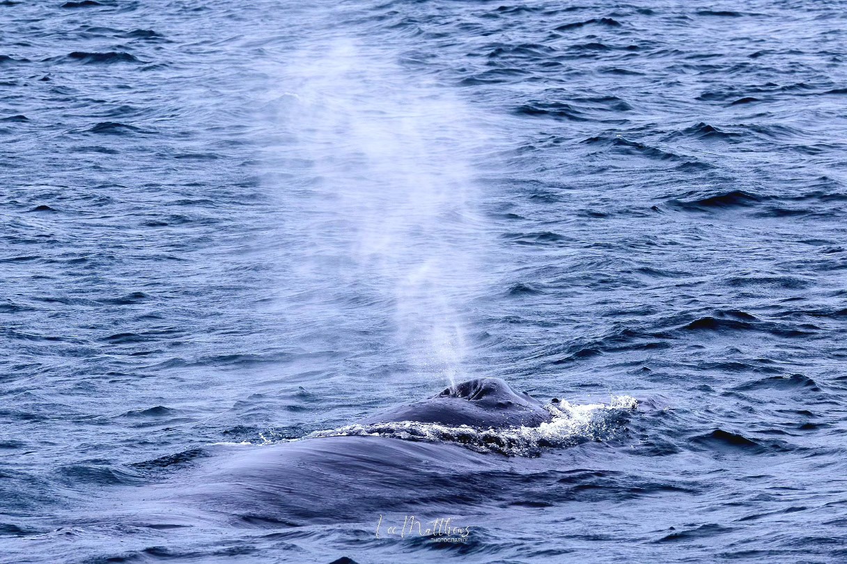 Whale surfacing in the ocean, spouting water from blowhole.