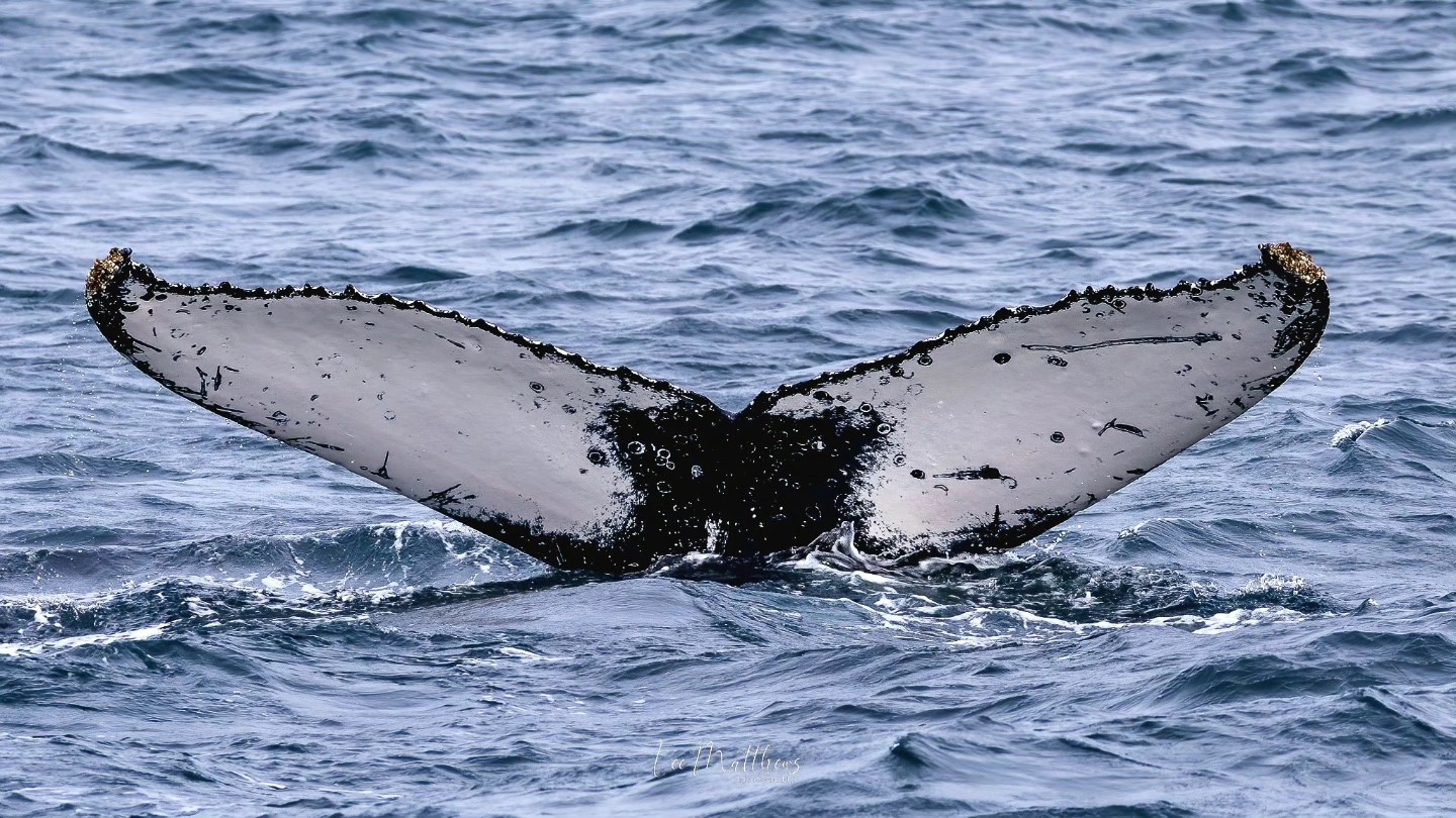Humpback whale tail above ocean surface, showing barnacles and water ripples.