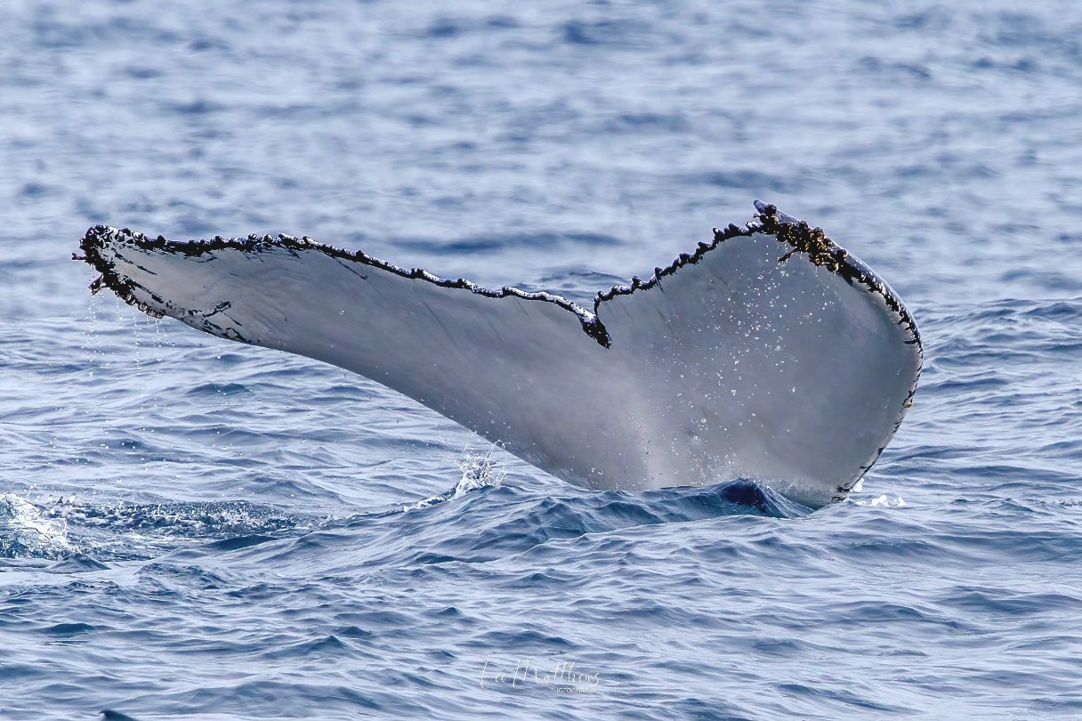 Whale Watching Moonshadow TQC Cruises Port Stephens Lee Matthews