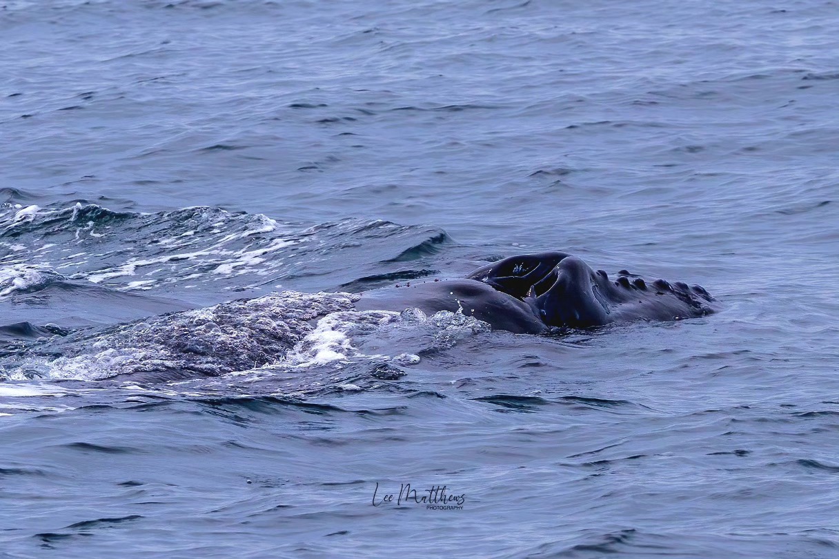 A whale surfacing in calm ocean water, showing part of its back and head.