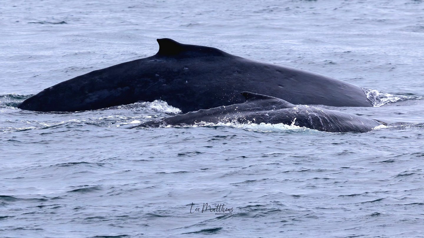 Two humpback whales surfacing in the ocean.