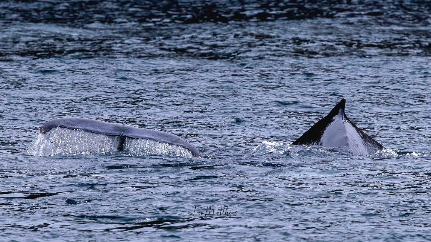 Two whale tails above water in a calm sea.