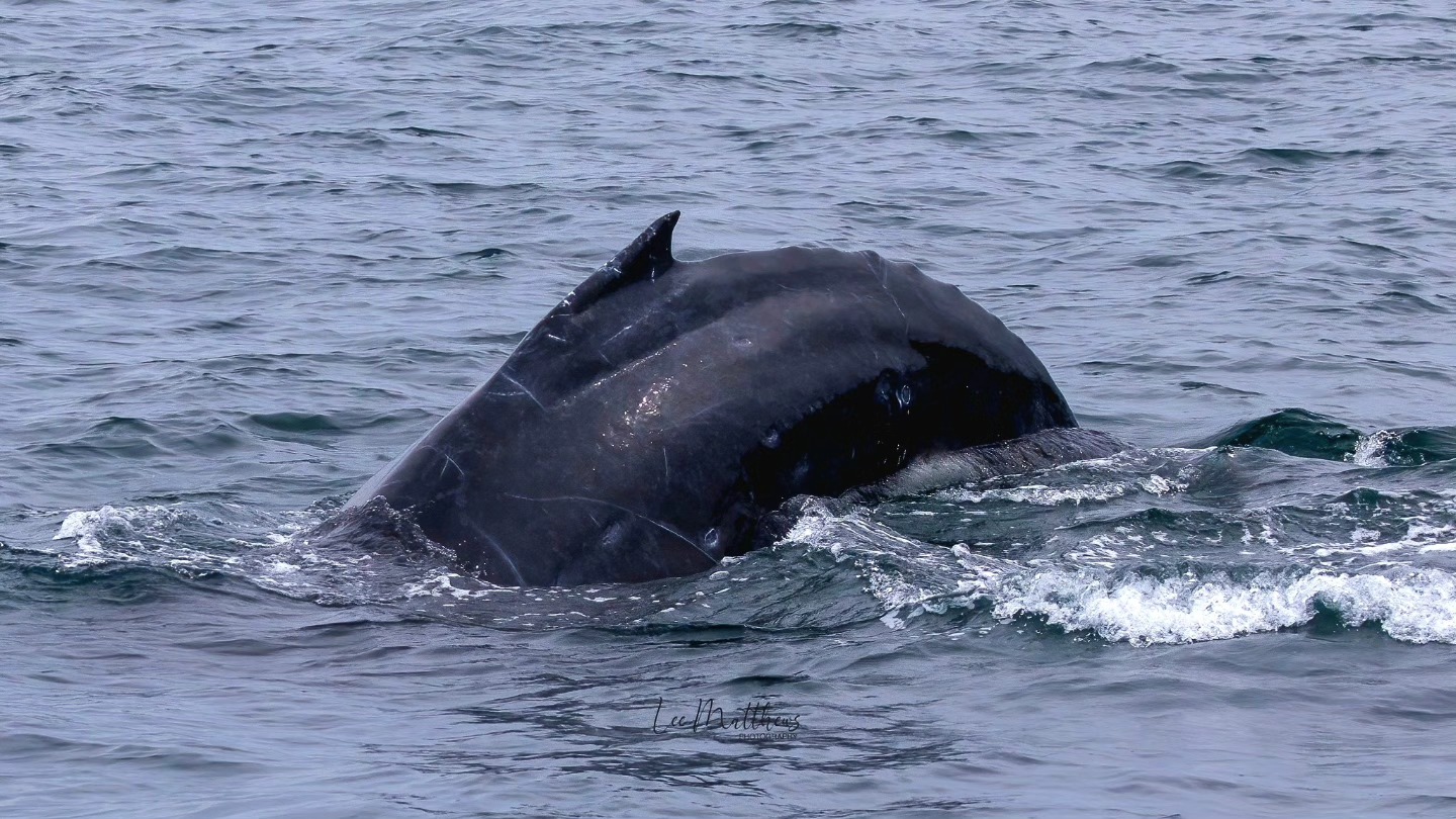 Whale Watching Moonshadow TQC Cruises Port Stephens Lee Matthews