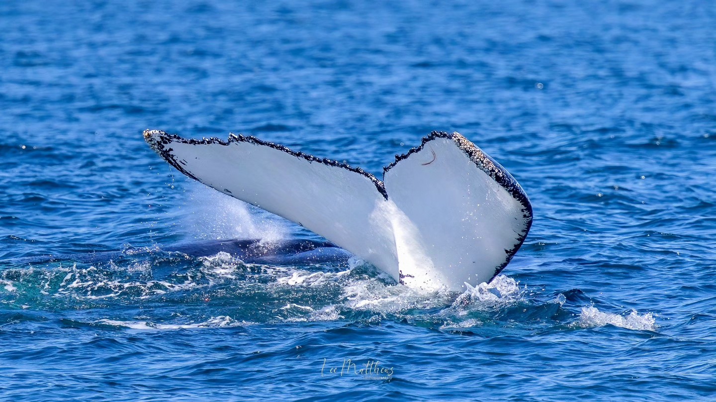 Humpback whale tail rising from the ocean, surrounded by splashing water.