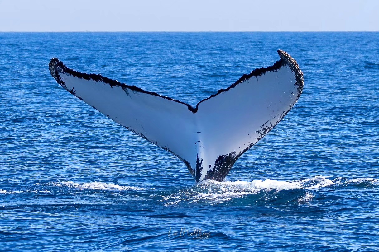 Whale Watching Moonshadow TQC Cruises Port Stephens Lee Matthews