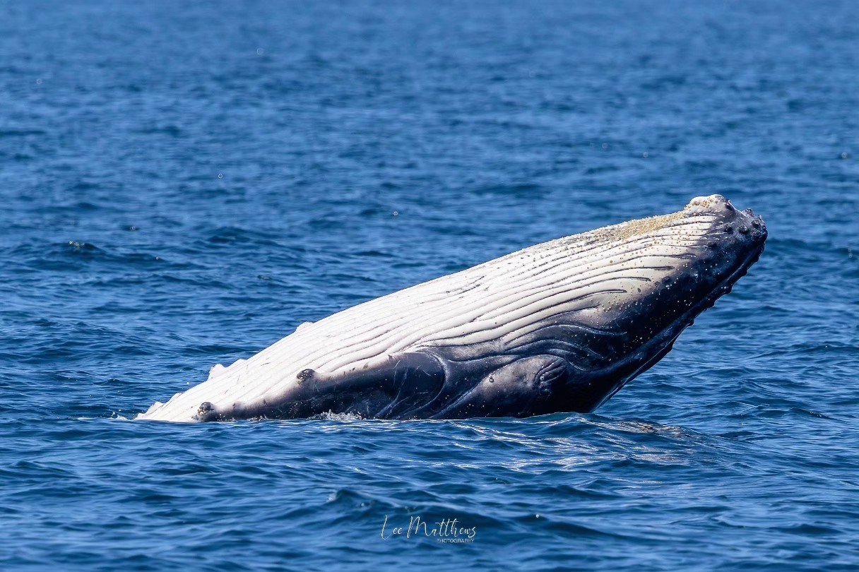 A humpback whale breaching the ocean surface in a sunny, blue water scene.