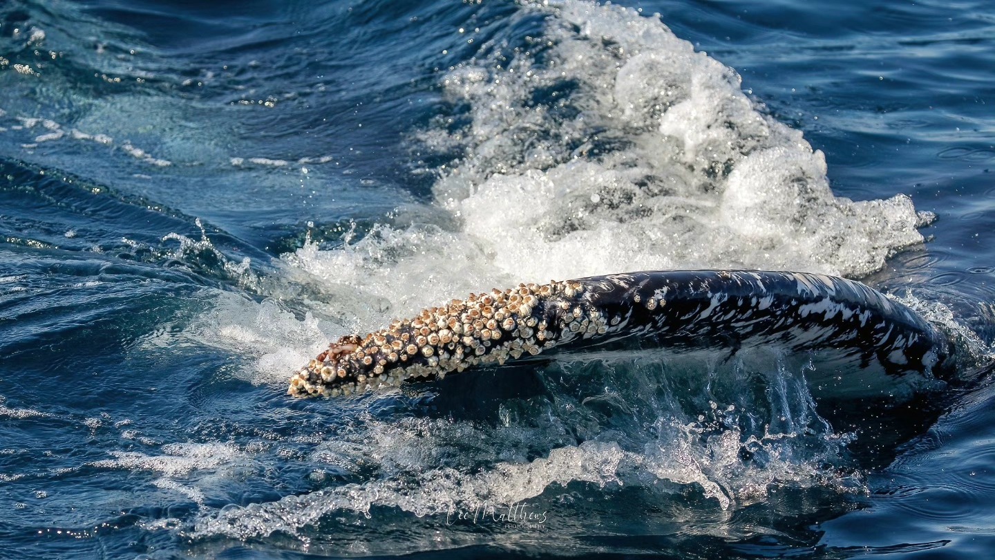 Whale's barnacle-covered tail breaching in the ocean with splashing water.