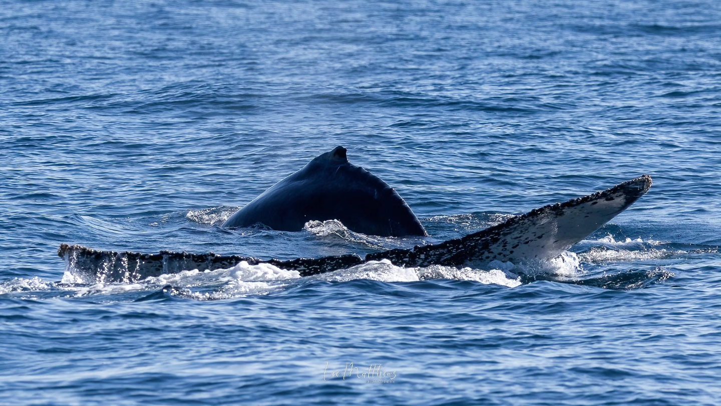 Humpback whale surfacing in ocean with dorsal fin and fluke visible in blue water.