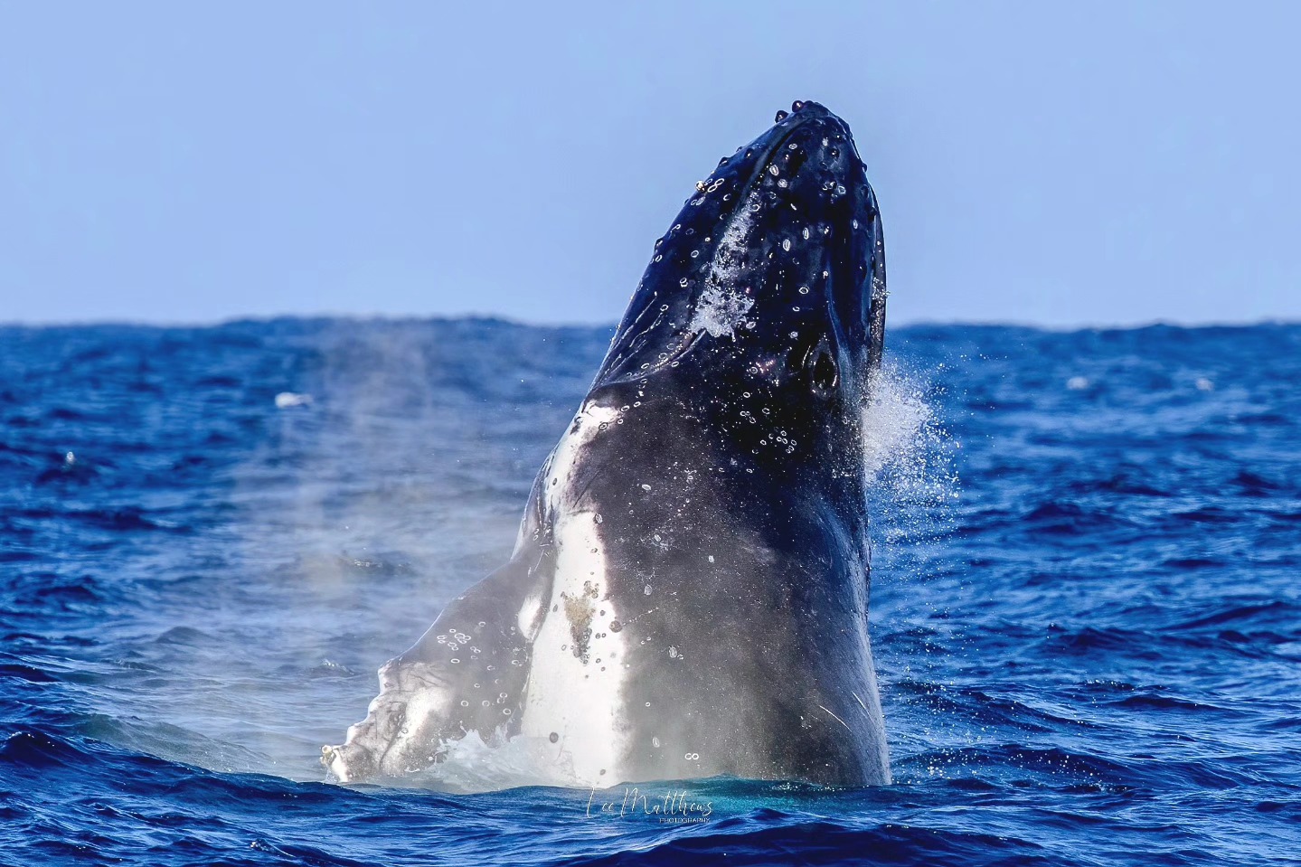 A whale breaches the ocean surface, surrounded by splashing water under a clear blue sky.