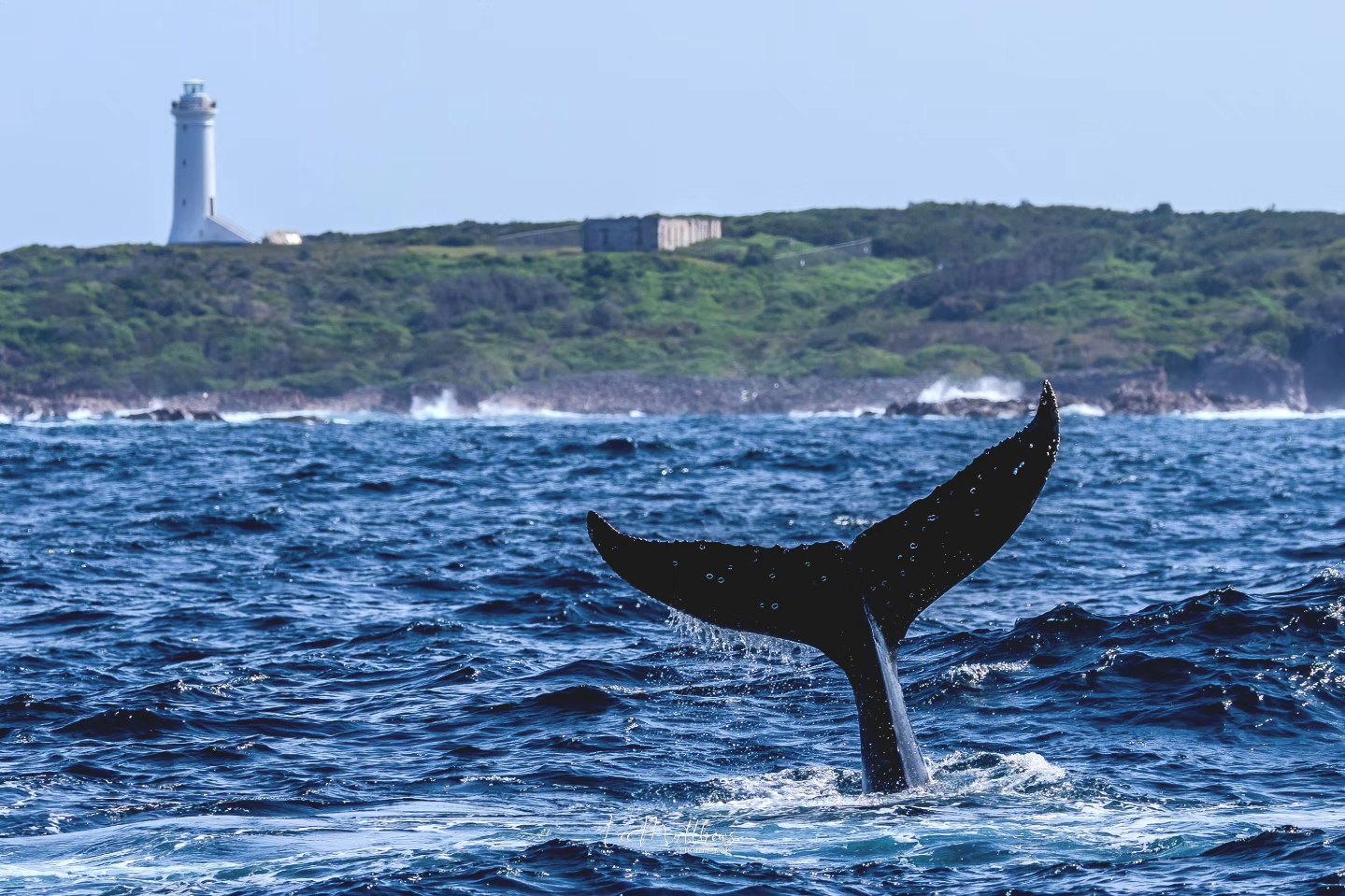 Whale Watching Moonshadow TQC Cruises Port Stephens Lee Matthews