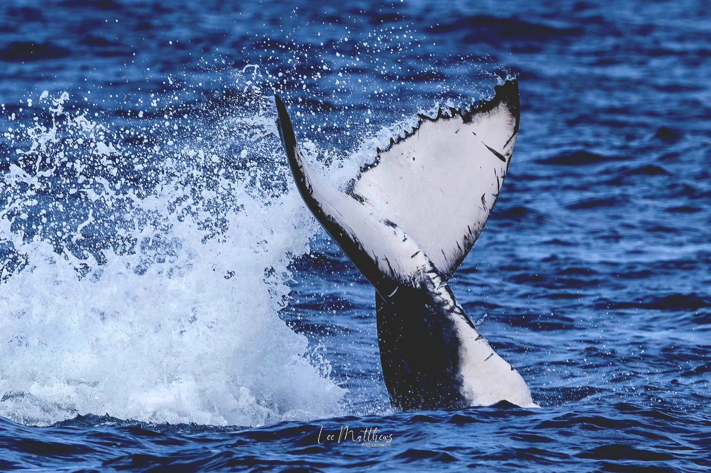 Whale Watching Moonshadow TQC Cruises Port Stephens Lee Matthews