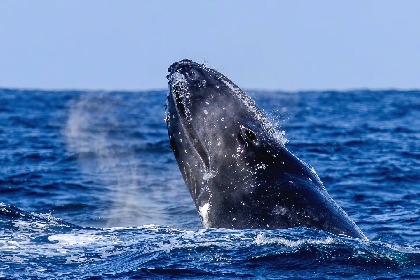 Whale breaching in the ocean with water spray visible around its head.
