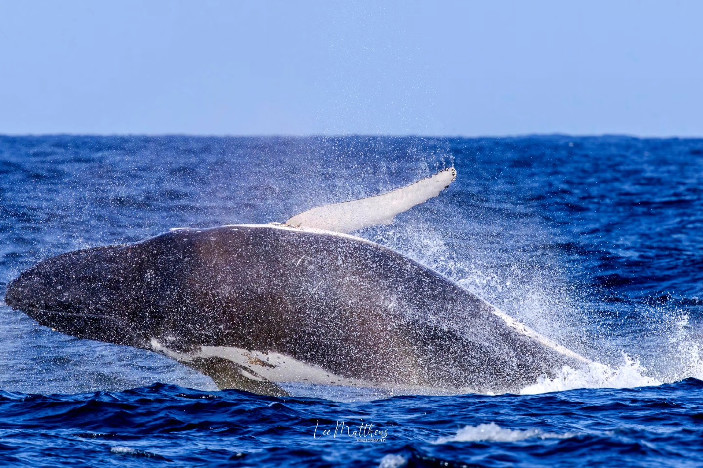 Humpback whale breaching above ocean surface, creating splashes.