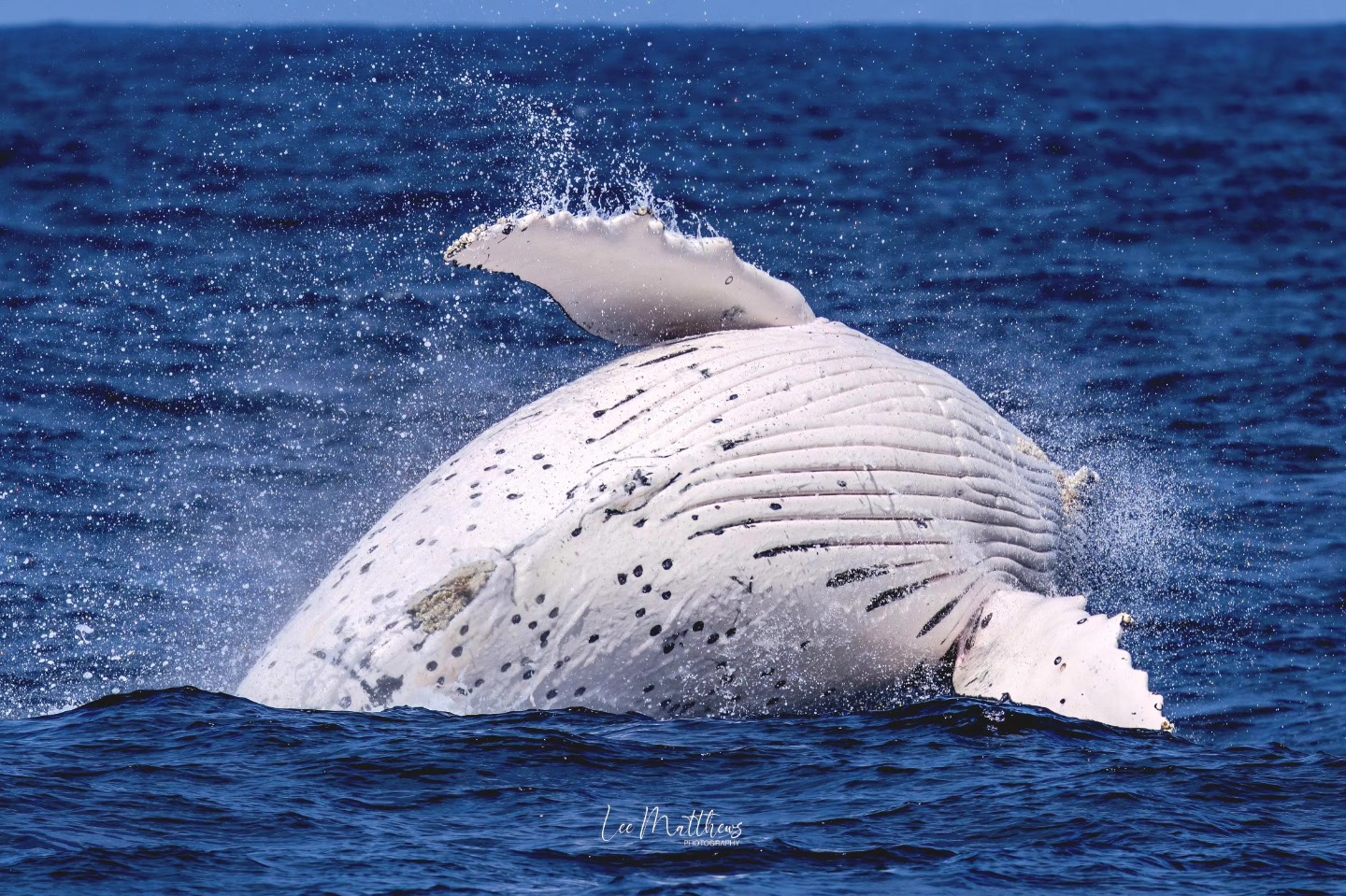 White whale breaching the ocean surface with water splashing.