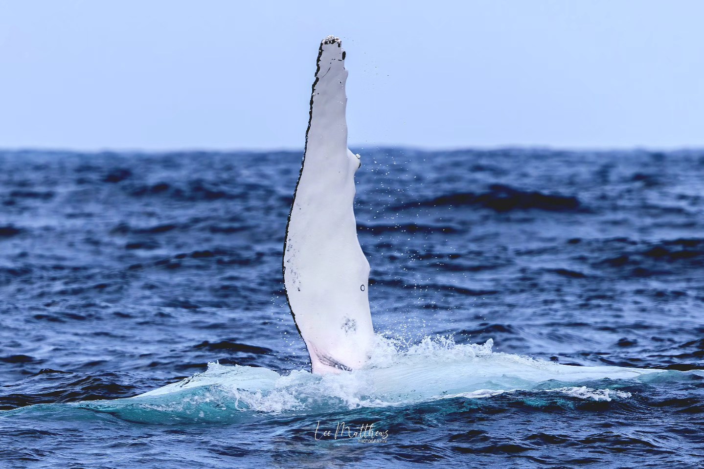 Whale fluke emerging vertically from ocean surface with water splashes.