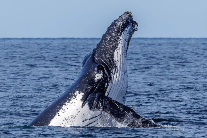 Humpback whale breaching with head and front body out of the ocean water.