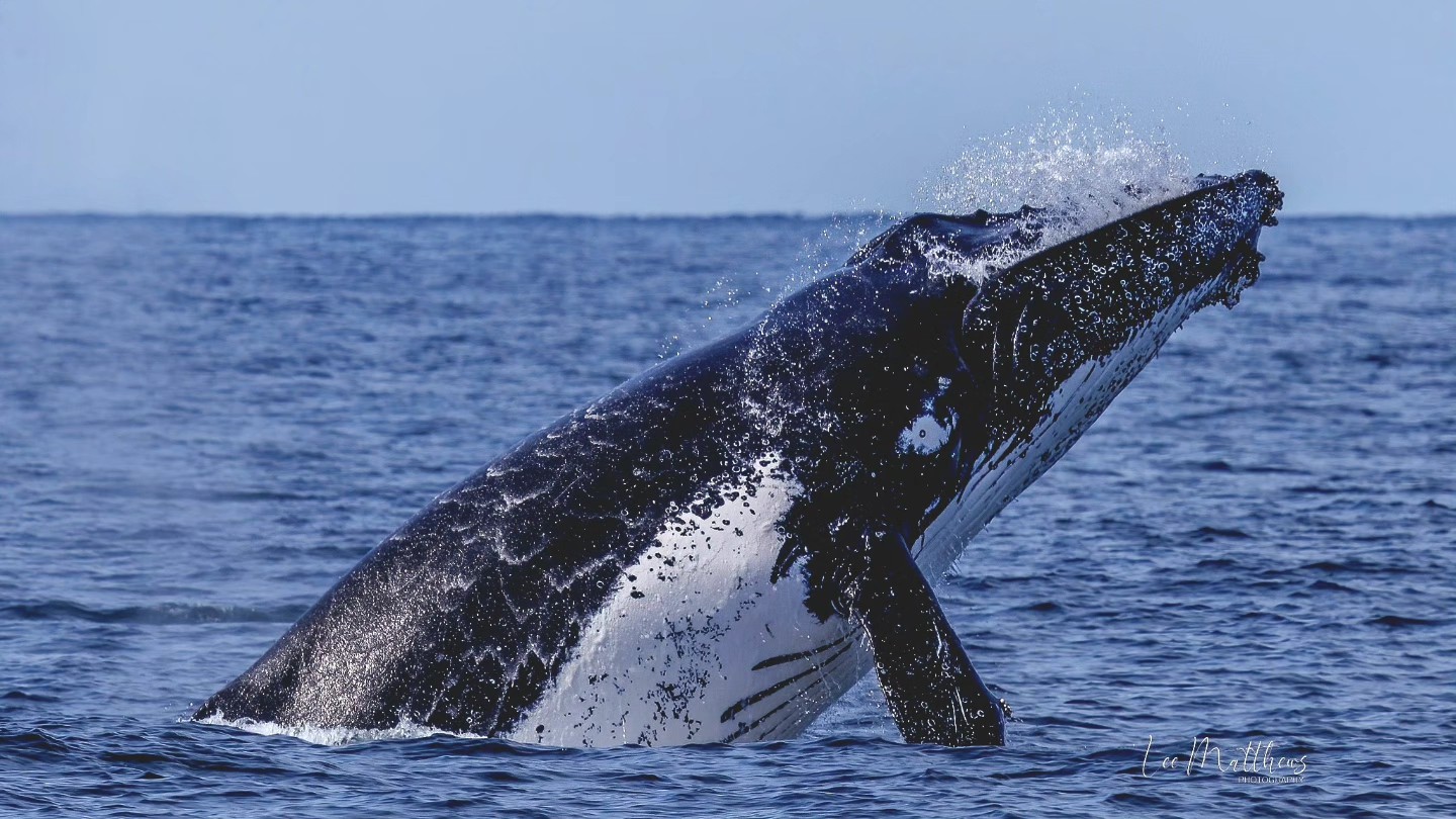 Humpback whale breaching the ocean surface, water splashing visibly.