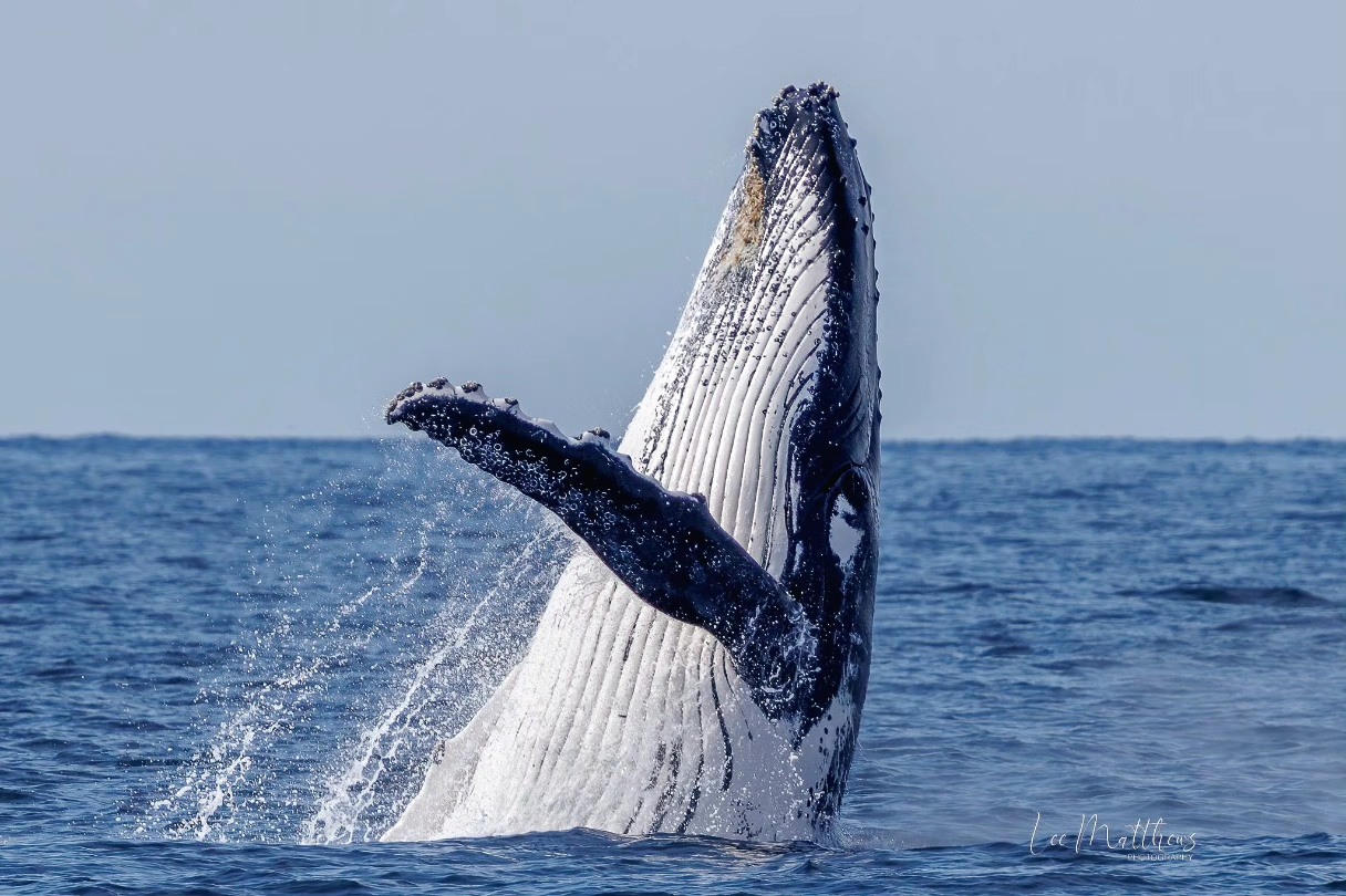 Humpback whale breaching from the ocean, with water splashing around.