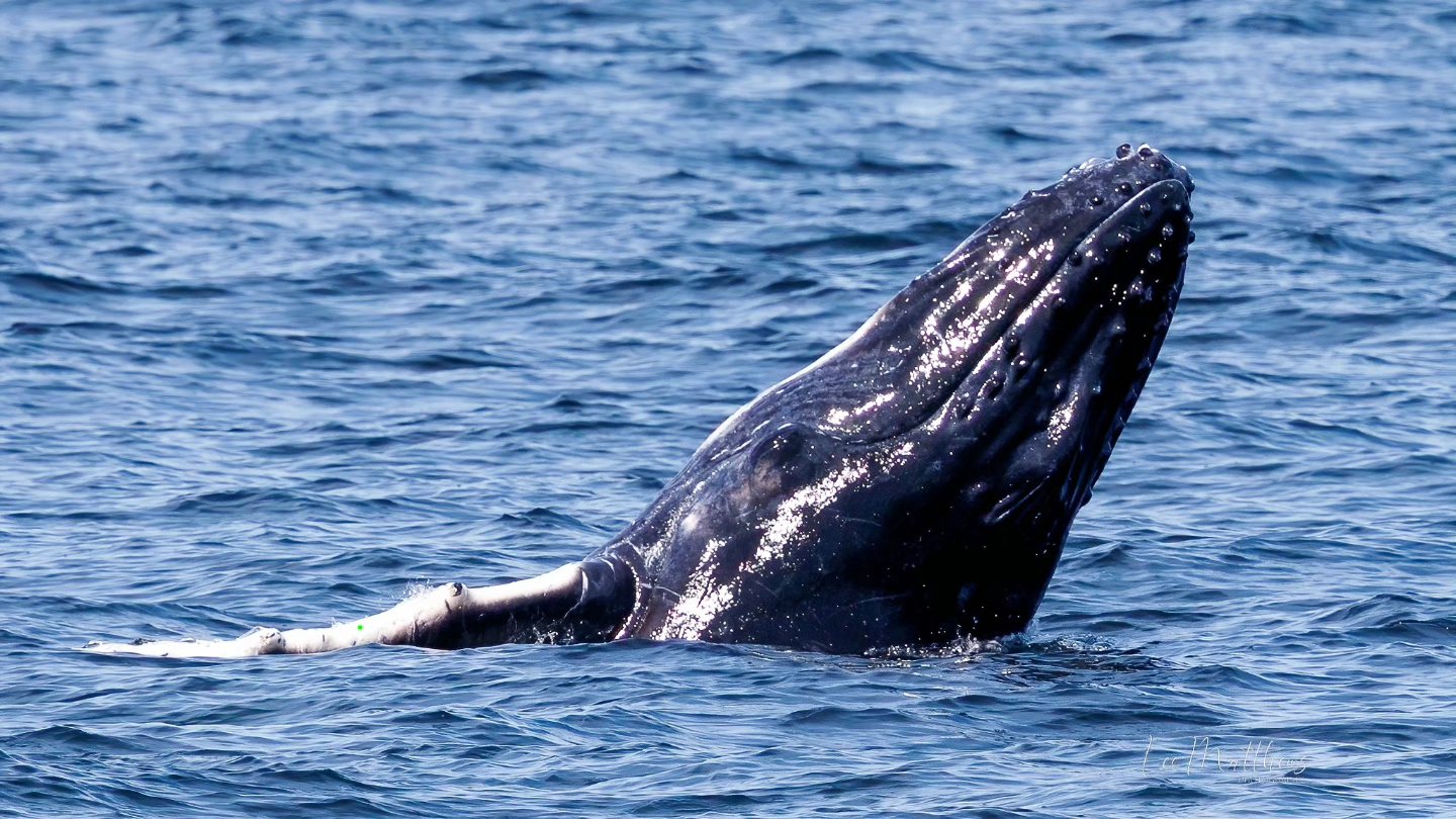 Humpback whale breaching with head and fin visible above blue ocean water.