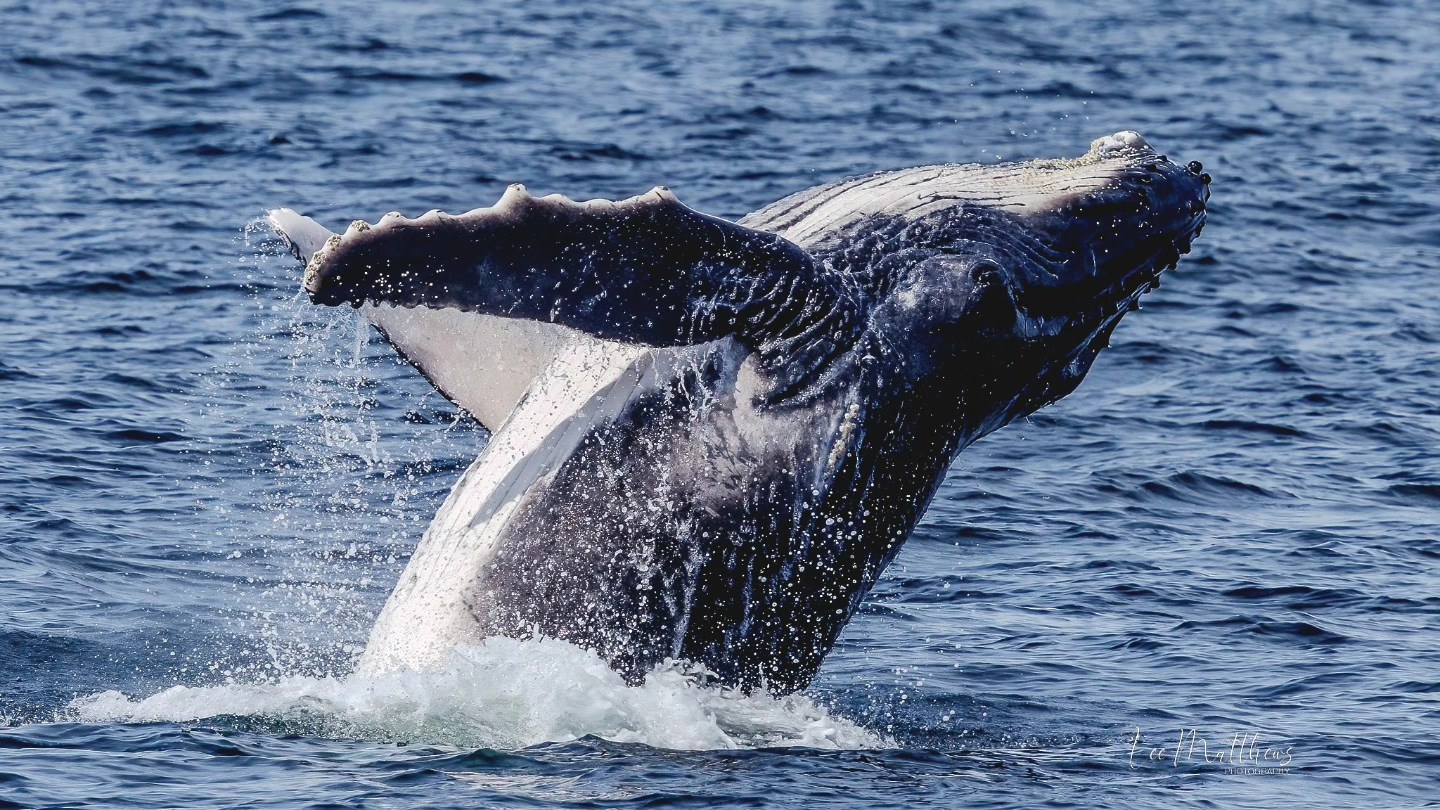 Humpback whale breaching out of the water with its fins spread wide.