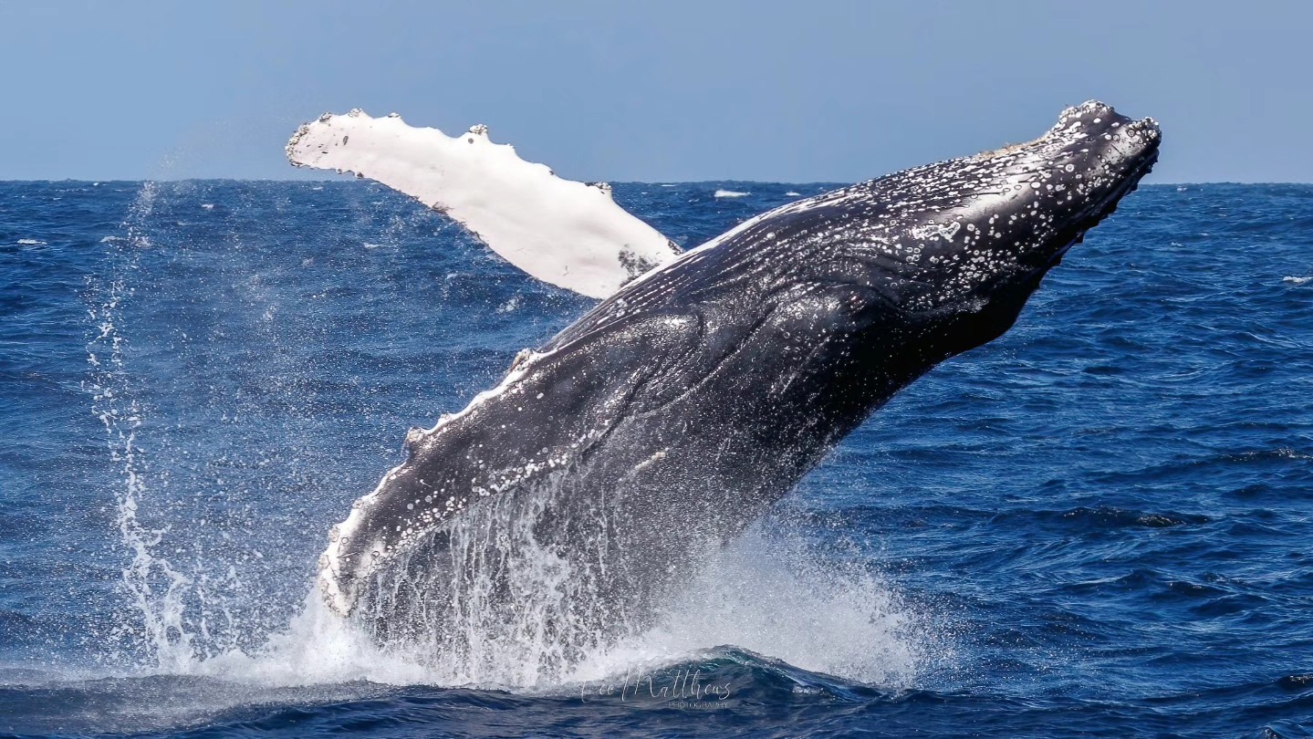 Humpback whale breaching out of ocean, creating a splash against a clear blue sky.