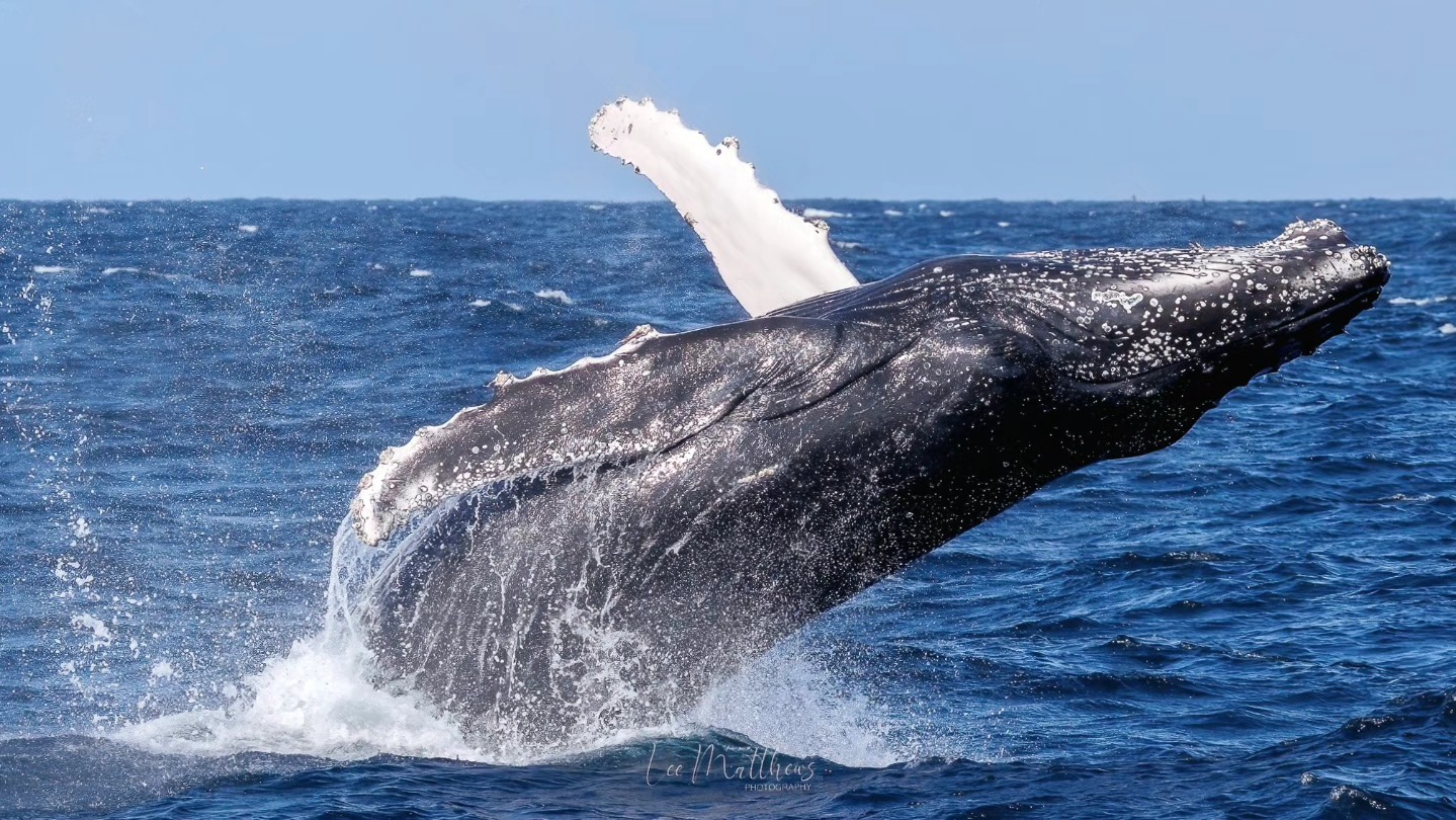 A humpback whale breaching from the ocean, water splashing around.
