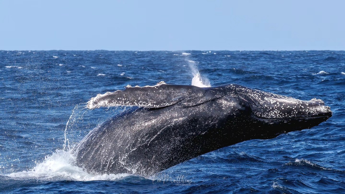 A humpback whale breaching the ocean surface, surrounded by splashing water.