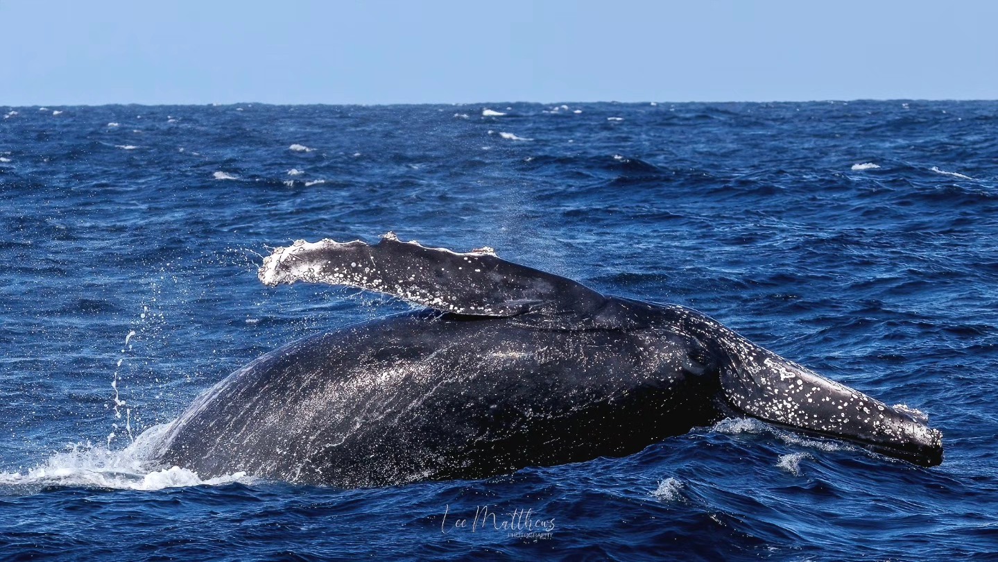 Humpback whale breaching in the ocean, water splashing around.