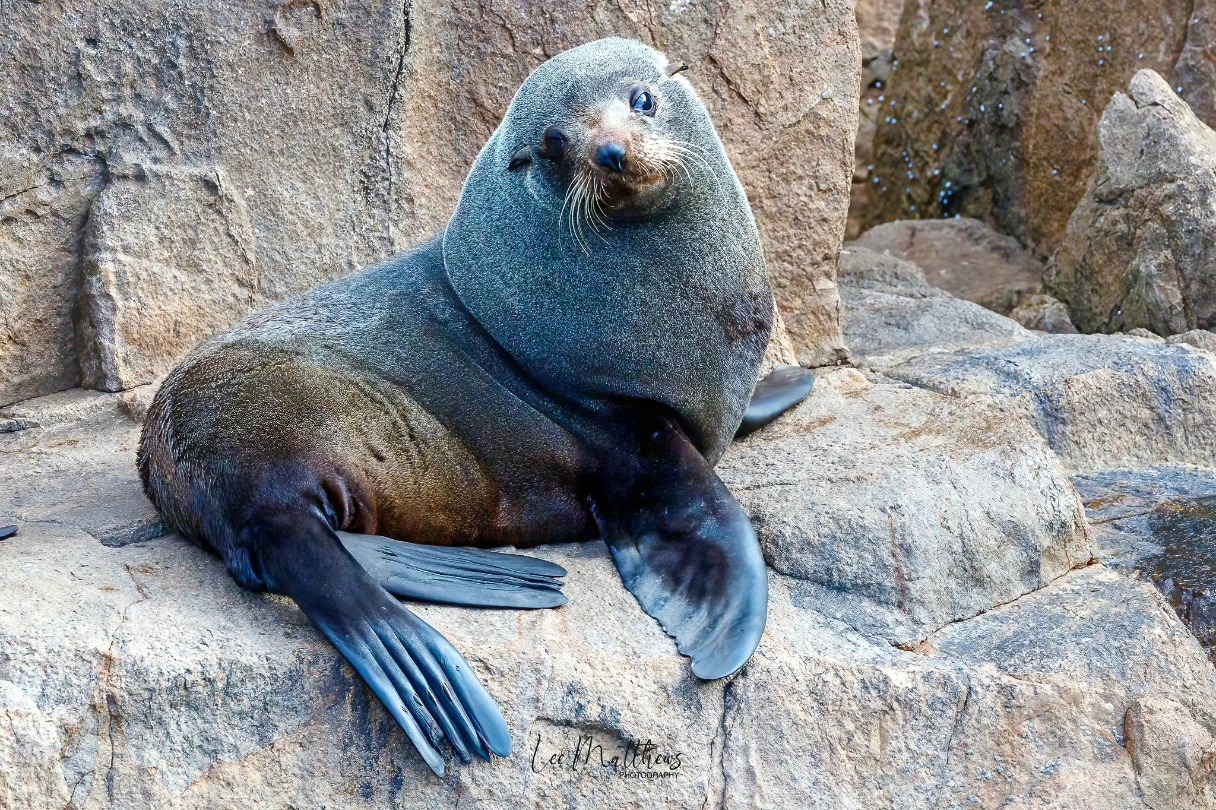 Seal resting on rocky surface, looking toward the camera.