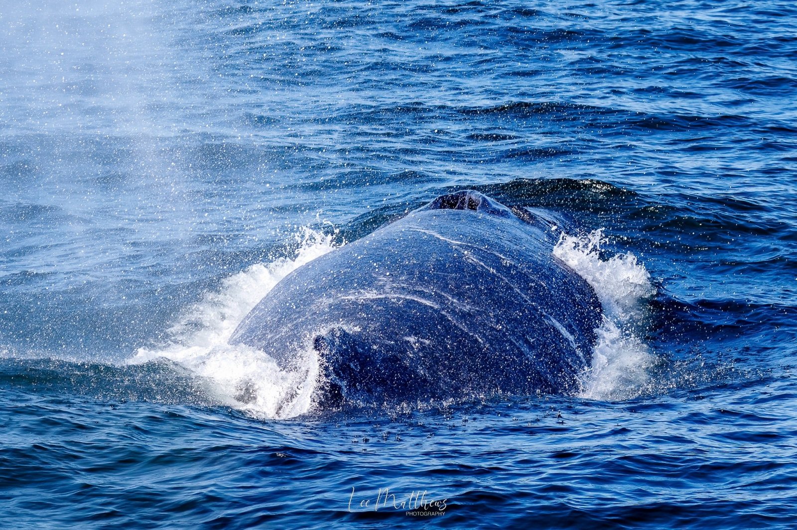 Surfacing whale spouting water in the ocean.