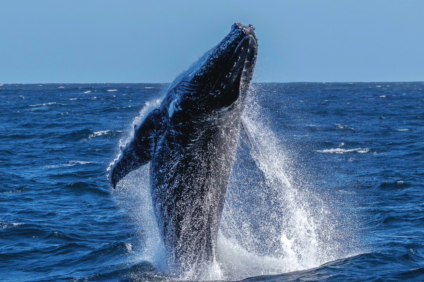 Humpback whale breaching out of the ocean on a clear day.