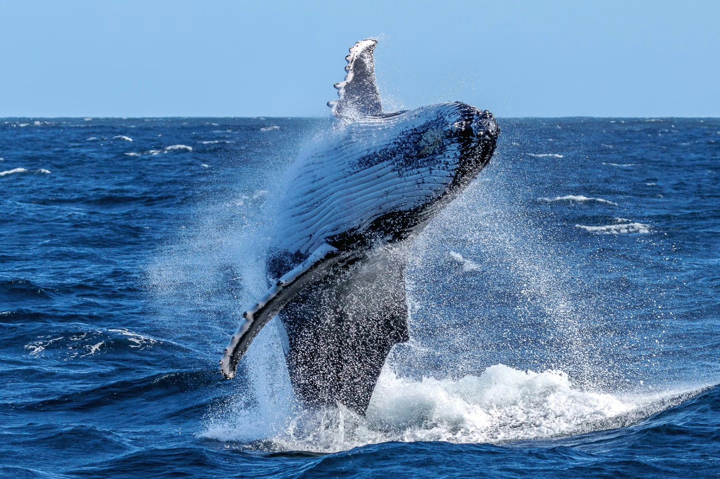 Humpback whale breaching the ocean surface with water splashing around.