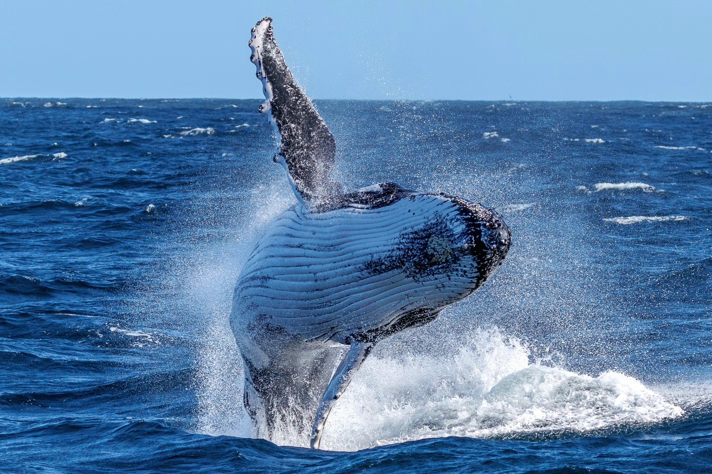 A humpback whale breaching above the surface of the ocean, creating a splash.
