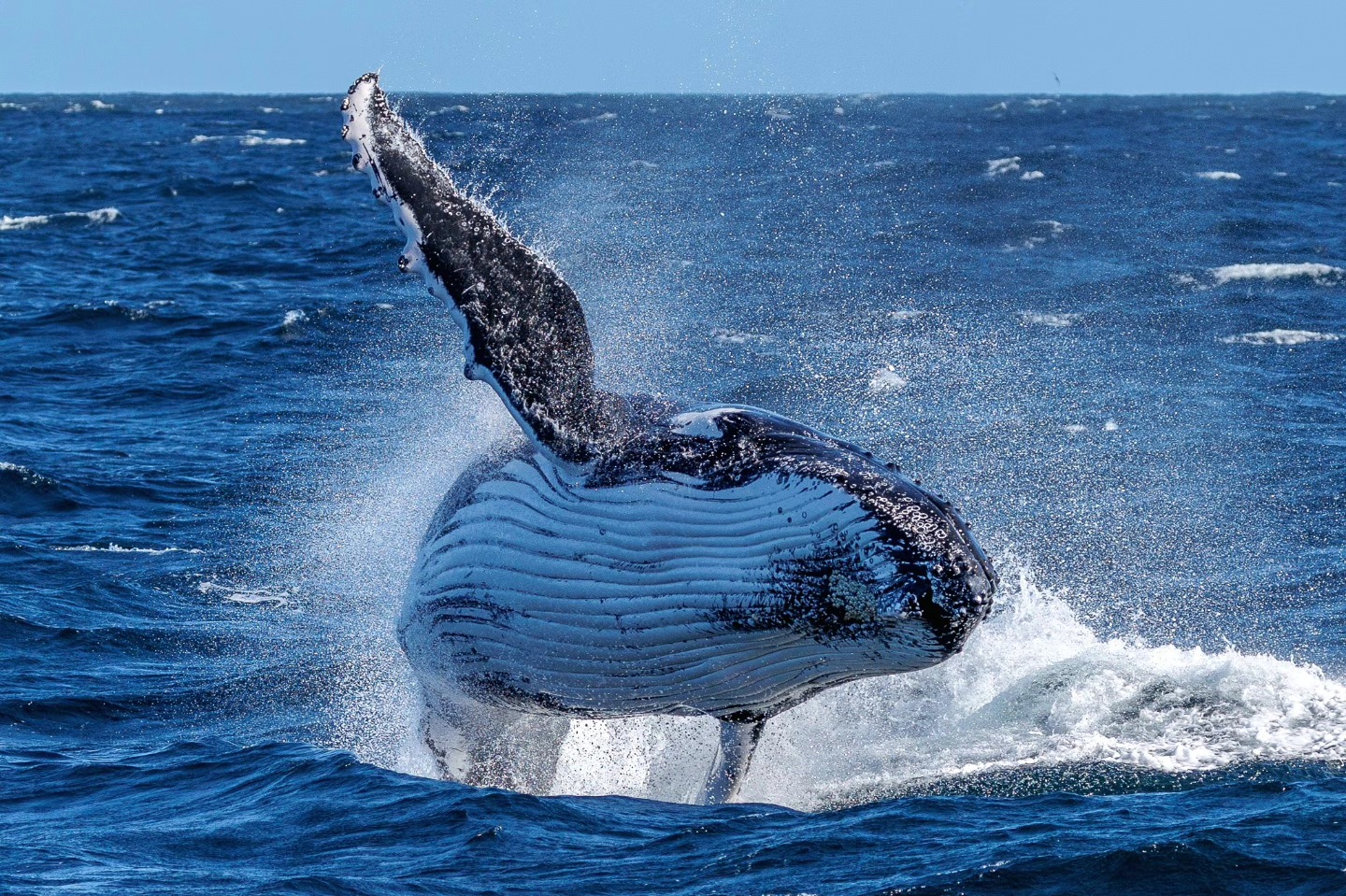 Humpback whale breaching the ocean surface, splashing water around.