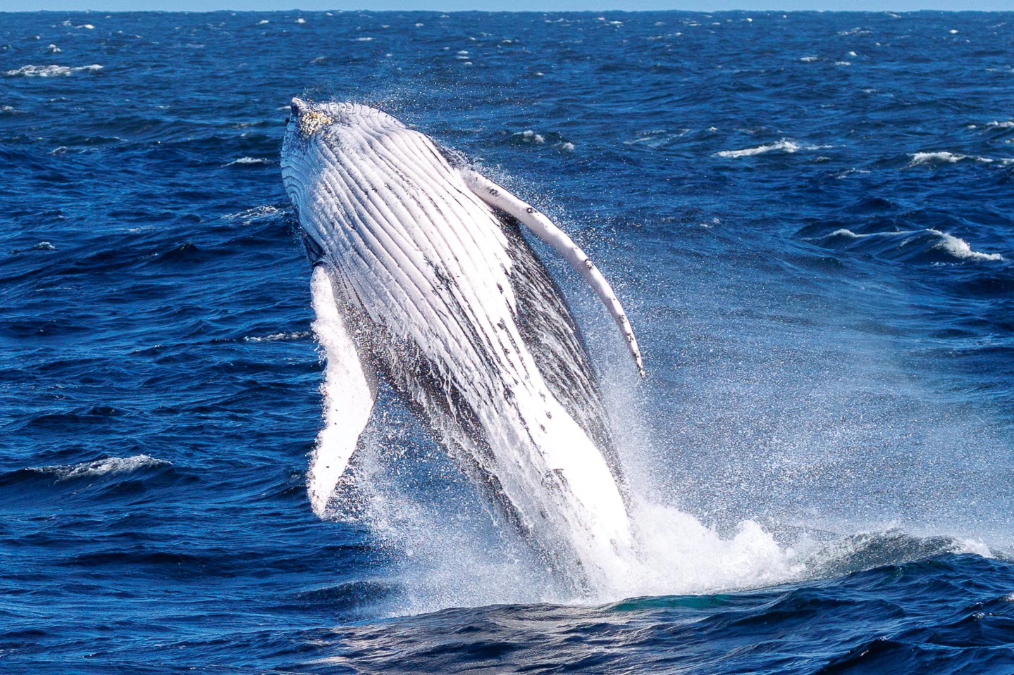 Humpback whale breaching in a blue ocean, with splashes of water around.