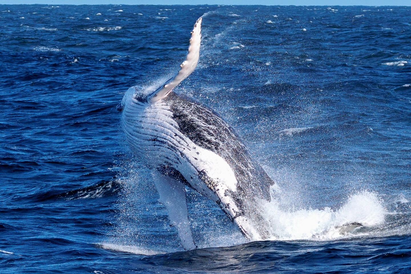 Humpback whale breaching in the ocean with water splashing around.