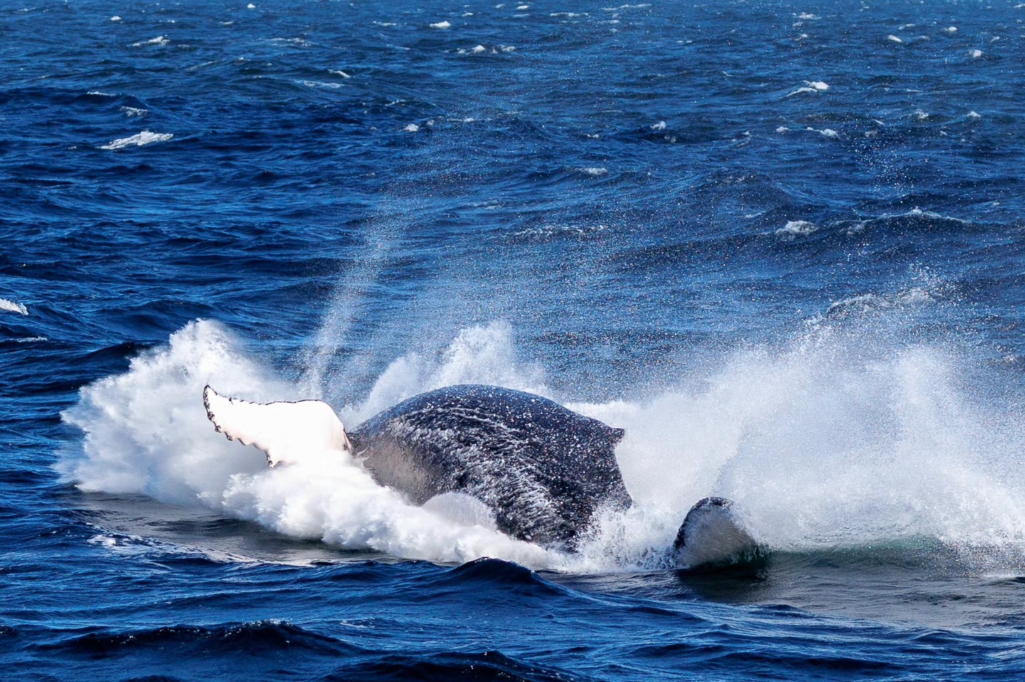 Whale Watching Moonshadow TQC Cruises Port Stephens Lee Matthews