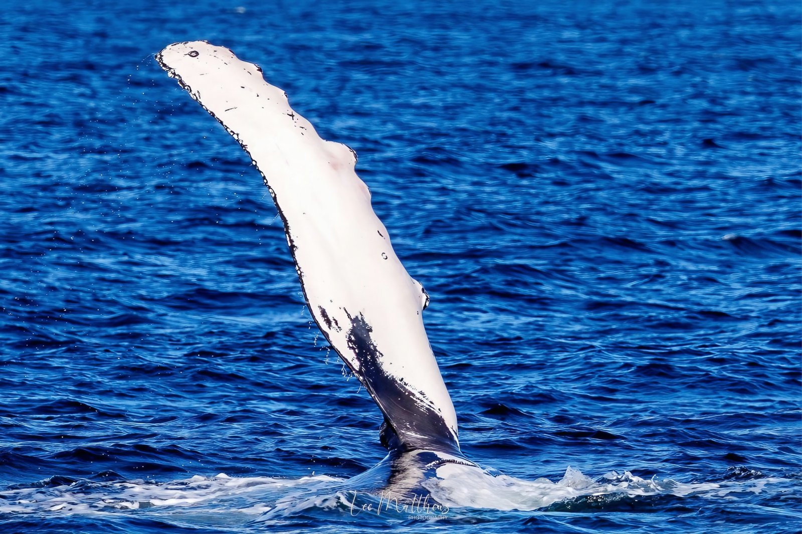 MOONSHADOW TQC CRUISES PORT STEPHENS WHALE WATCHING