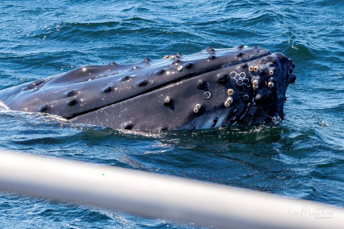 Whale's bumpy head partially above water with barnacles, near a boat.