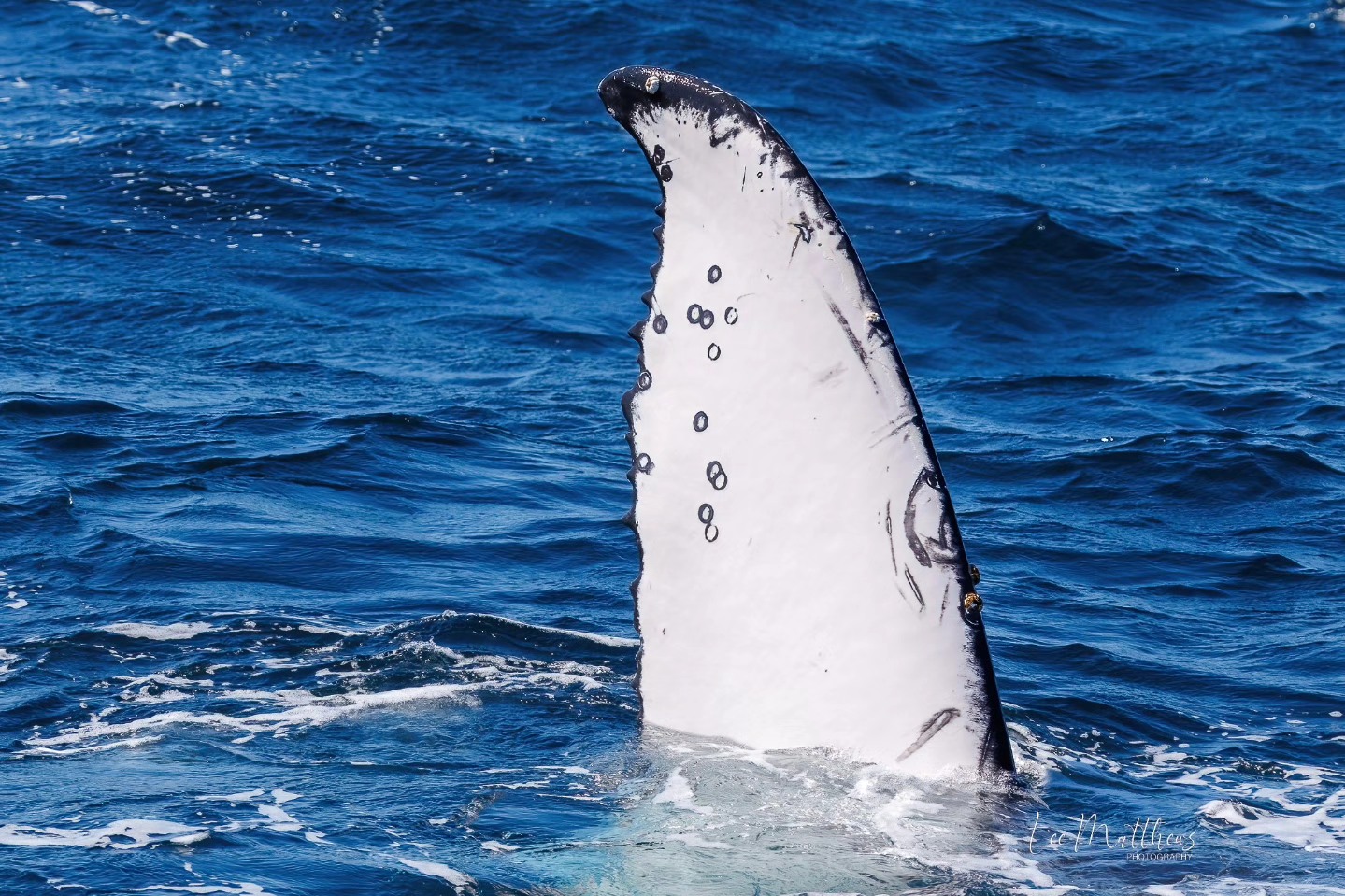 A whale's flipper with black spots protrudes from the blue ocean water.