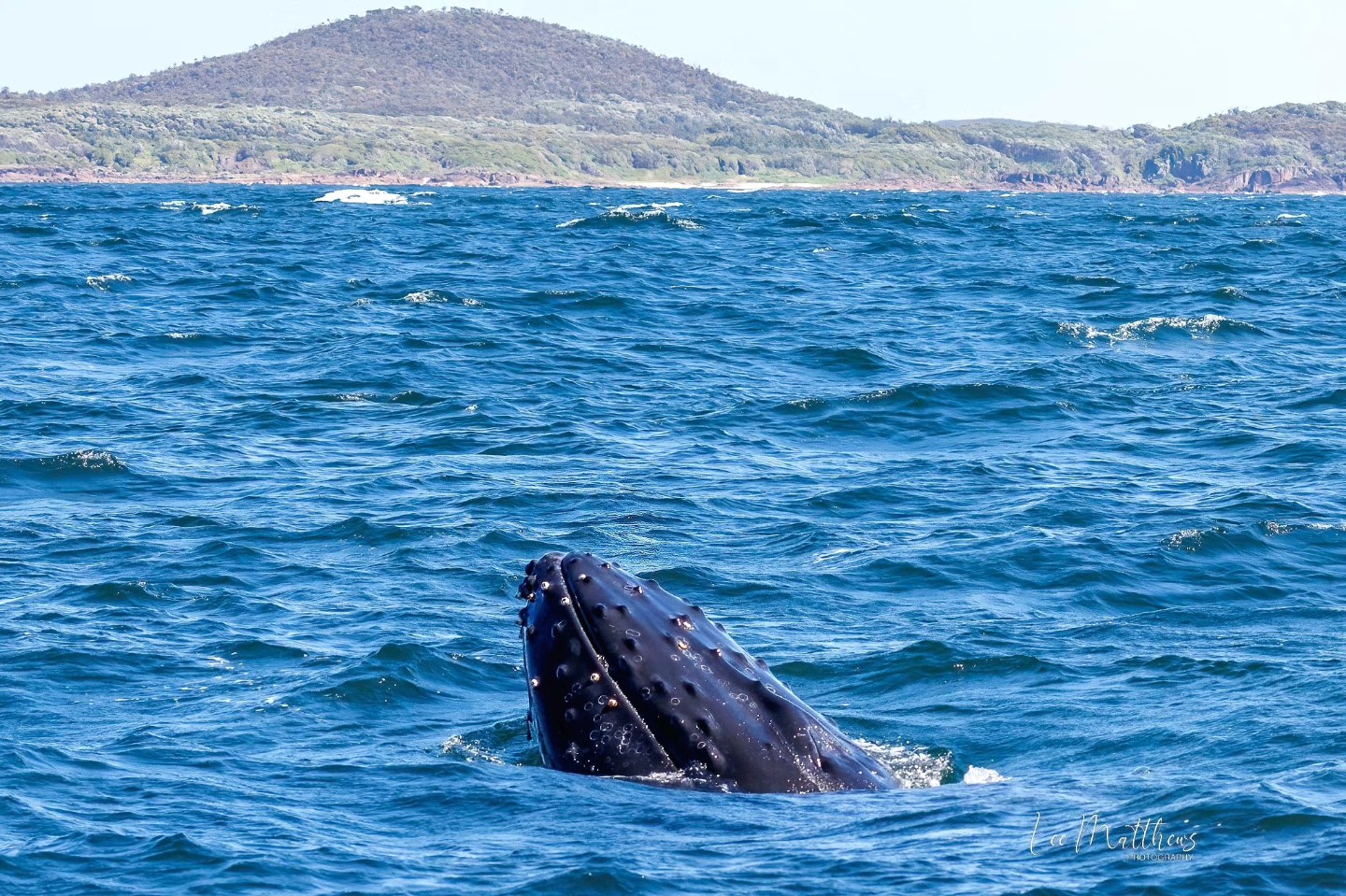 Whale's head breaching the ocean surface near a hilly coastline.